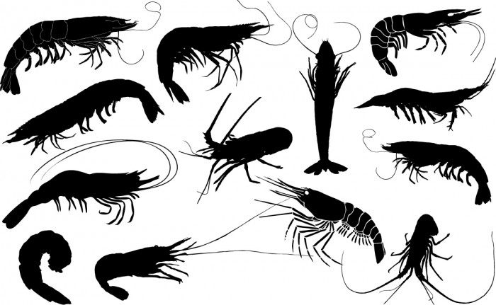 Shrimps silhouette Vector