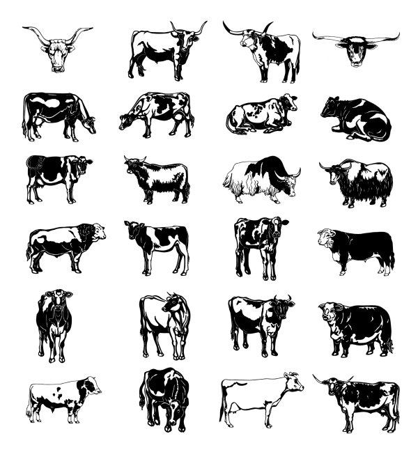 Black and white picture of a cow vector image series