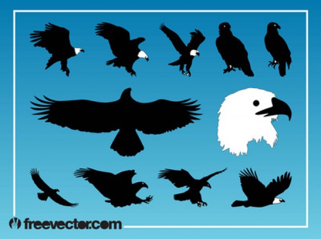 Black eagle birds silhouettes