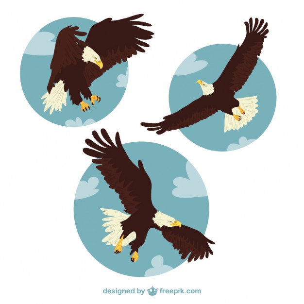 Eagle illustrations