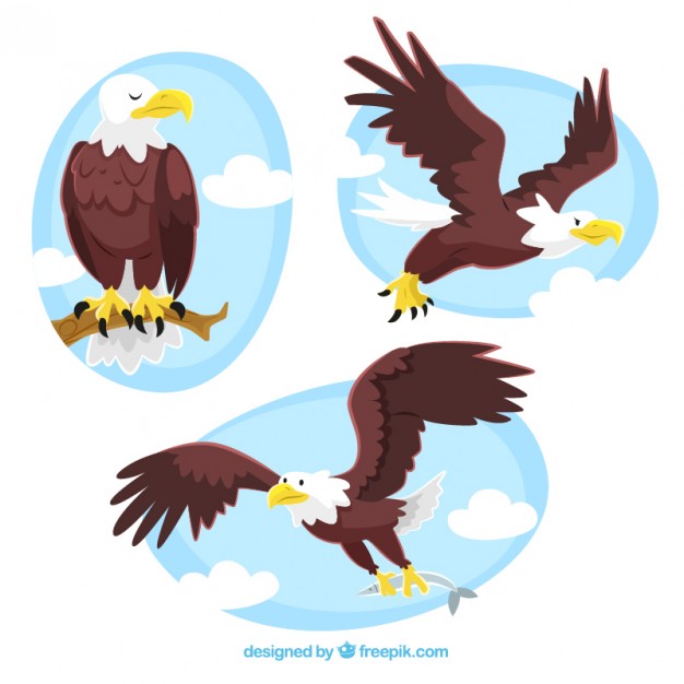 Eagle illustrations