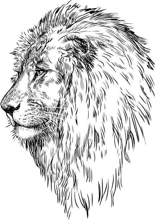 Hand drawing lion vector material 02