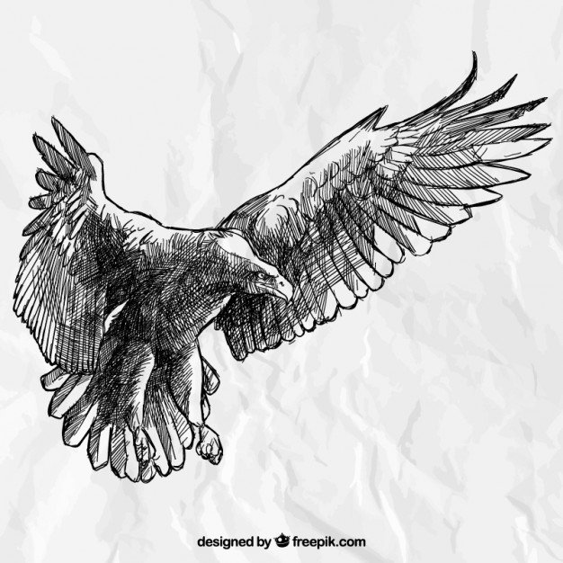 Hand drawn eagle