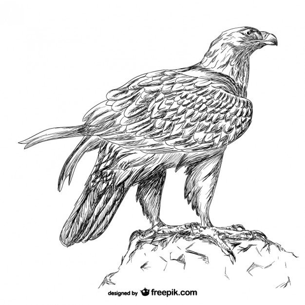 Hand drawn eagle vector