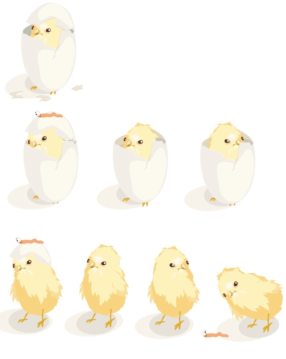 Hatching process of chicks vector material