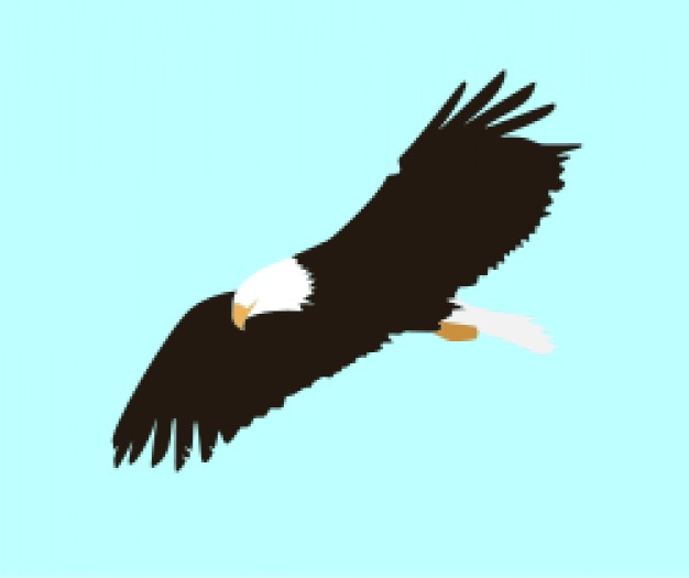 Soaring Eagle