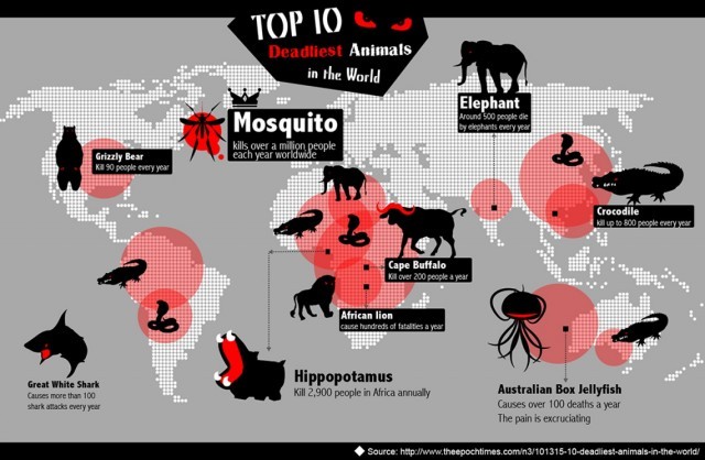 Top 10 Deadliest Animals In The World [Infographic] | Daily Infographic