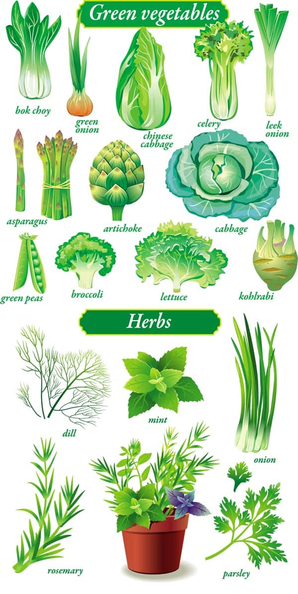 Vector delicate green vegetables