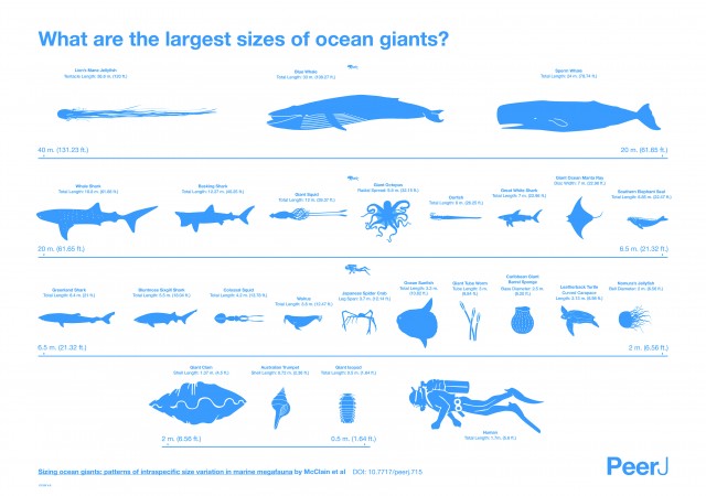 What Are The Largest Sizes of Ocean Giants? [Infographic] | Daily Infographic