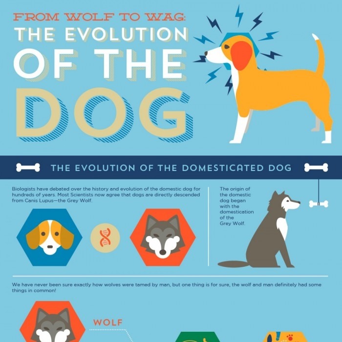 Woof Woof: The Evolution of the Dog [Infographic] | Daily Infographic