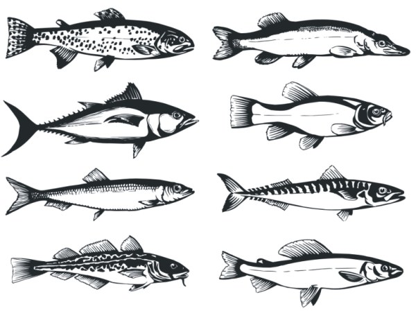 Fish monochrome vector material