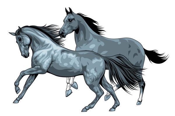 Horses gallop