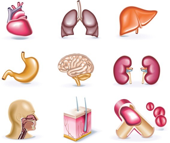 Human organ elements vector download