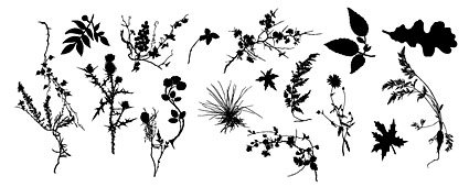 Vector silhouette of plant material