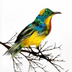 Coloured bird design Vector | Premium Download