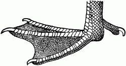 Foot