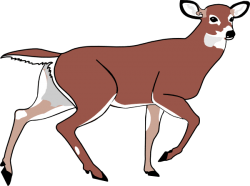 Deer Clip Art – Vector Clip Art Online, Royalty Free & Public Domain – Cliparts.co