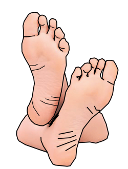 Foot