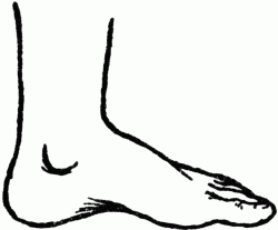Foot