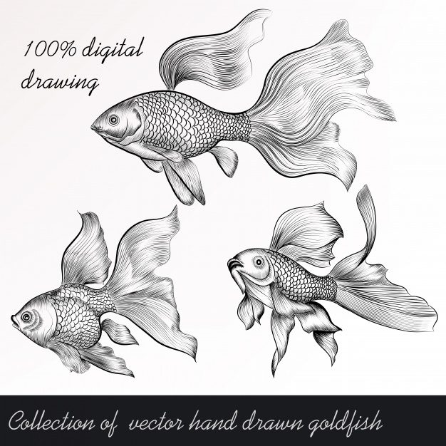 Hand drawn goldfishes set Vector | Premium Download