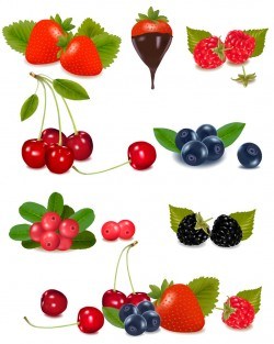 Vector fruits vector
