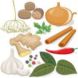 Vector Vector spice seasoning