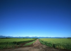 Wheat field road landscape picture material