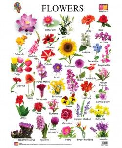 List Of Flower Names And Meanings Flowers
