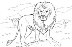 African Lion coloring page | Free Printable Coloring Pages
