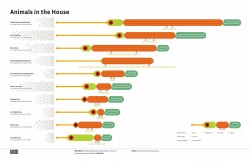 Animals in the House [Infographic]