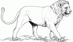 Asian Lion coloring page | Free Printable Coloring Pages