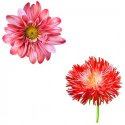 Aster with cornflower vector pictures