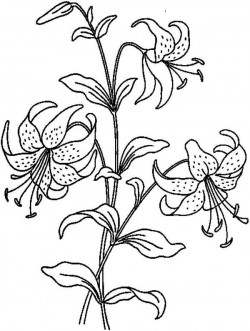 Beautiful Lily Flower Coloring Page | Kids Play Color