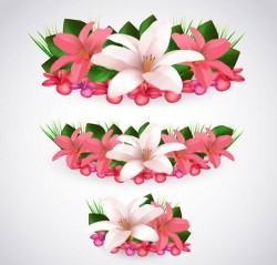 Beautiful lily vector