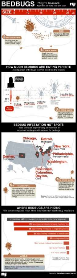 Bedbug facts to make your skin crawl Infographic