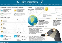 Bird Migration [Infographic]
