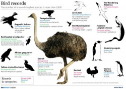 Bird records