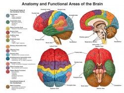 Brain Injury Facts