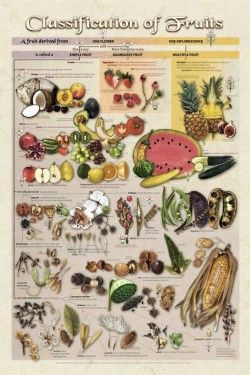 Classification of Fruits