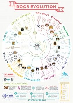 Dogs Evolution – Imgur