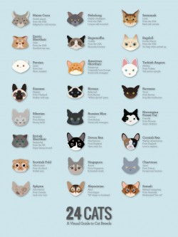 The Best Cat Breeds Visual Guide Funny
