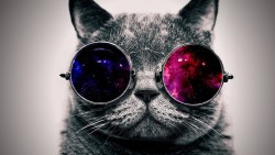 Cat Face Wallpaper