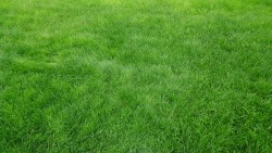Grain Grass Field Wallpaper