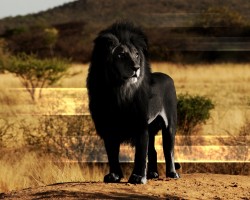 Black lion Wallpaper