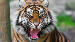 Tiger Face Wallpaper