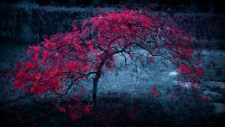 Tree Leaves Wallpaper