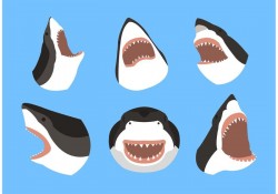 Great white shark