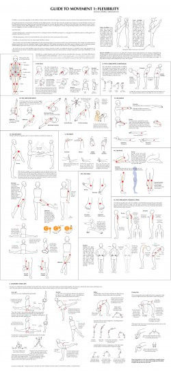 Guide To Movement 1 : Flexibility [Infographic]