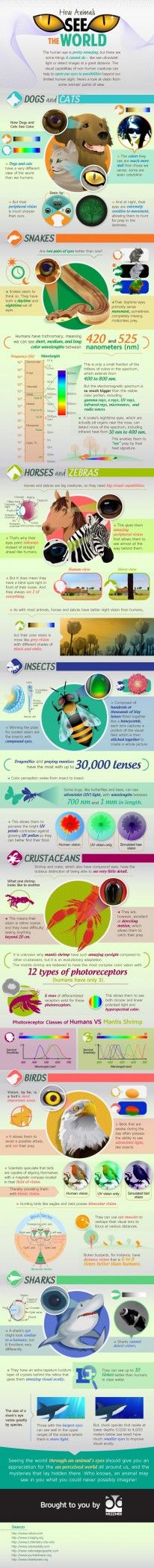 How animals see the world (Infographic)