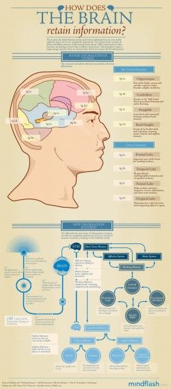 How Does the Brain Retain Information?
